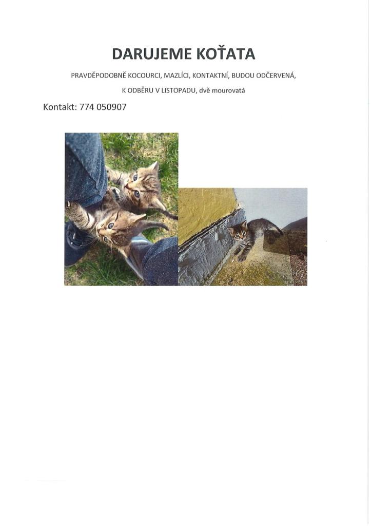 darování koťat
