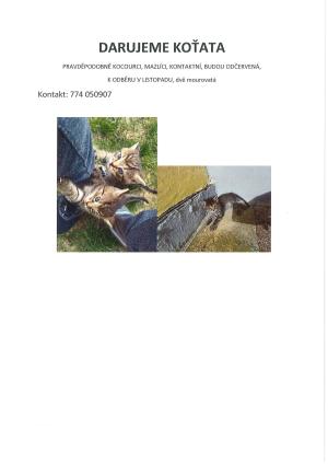 darování koťat